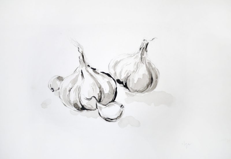 Garlic bulbs - drawing